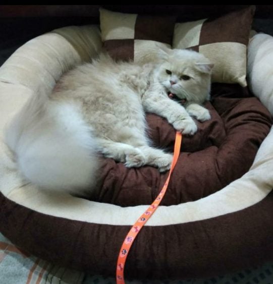 Persian Dogs For Mating In Jhansi