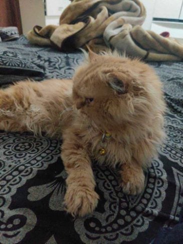 Persian Dogs For Mating In Hyderabad
