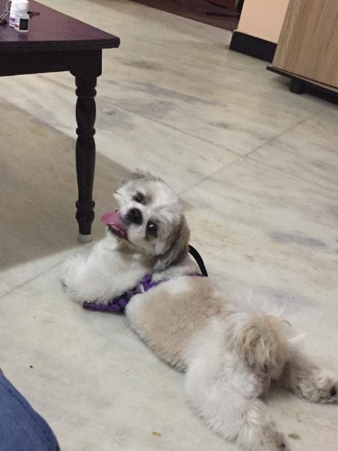 Shih Tzu Dogs For Mating In Chennai