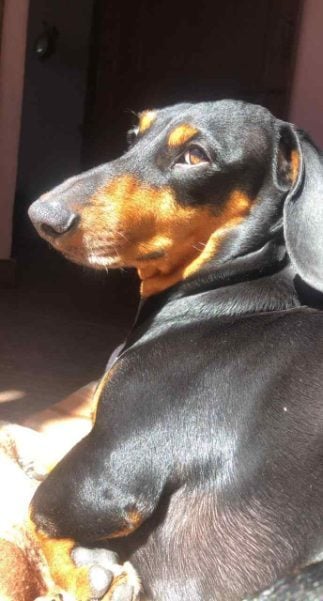 Dachshund Dogs For Mating In Gurgaon
