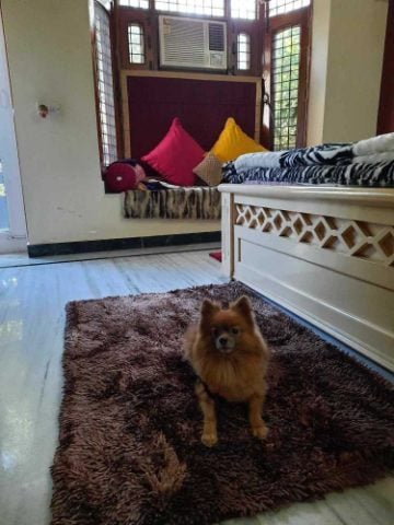 Toy Pomeranian Dogs For Mating In Delhi
