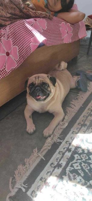 Pug Dogs For Mating In Chennai