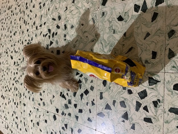 Yorkshire Terrier Dogs For Mating In Pune