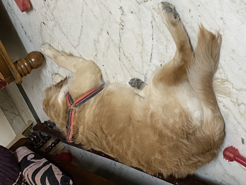Golden Retriever Dogs For Mating In Sibsagar