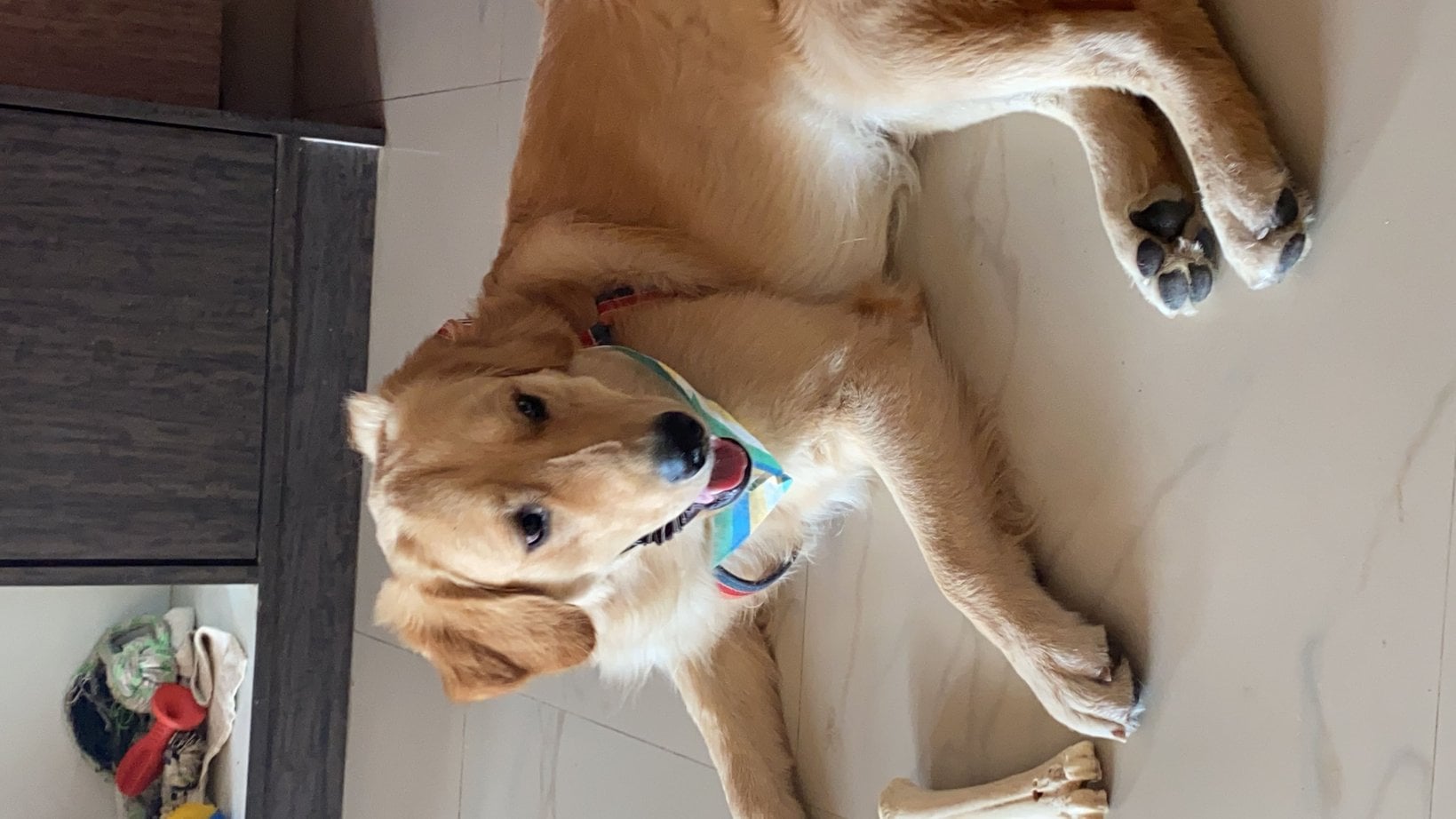 Golden Retriever Dogs For Mating In Sibsagar