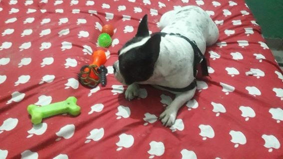 French Bulldog For Sale In Jaipur