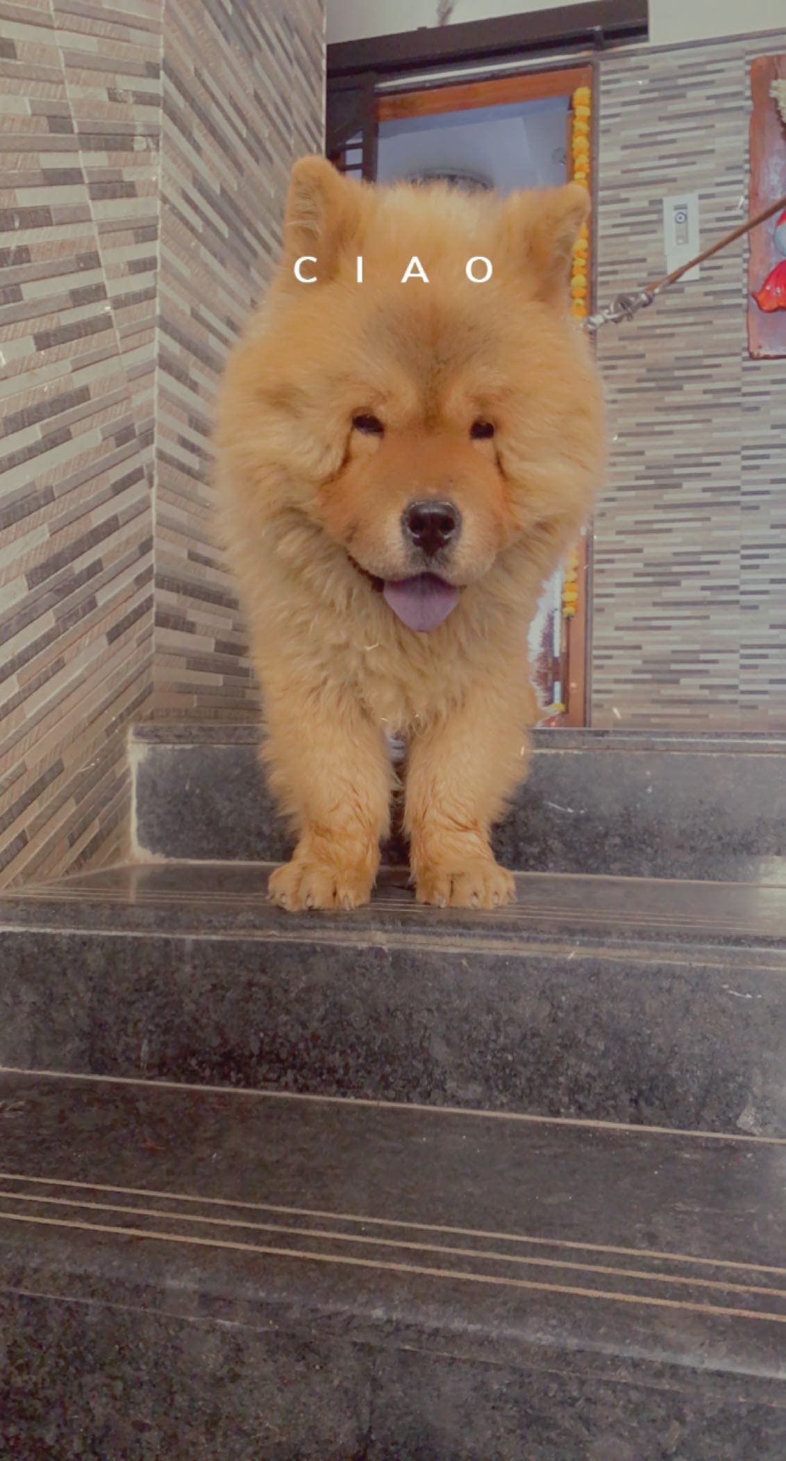 Chow Chow Dogs For Mating In Bangalore