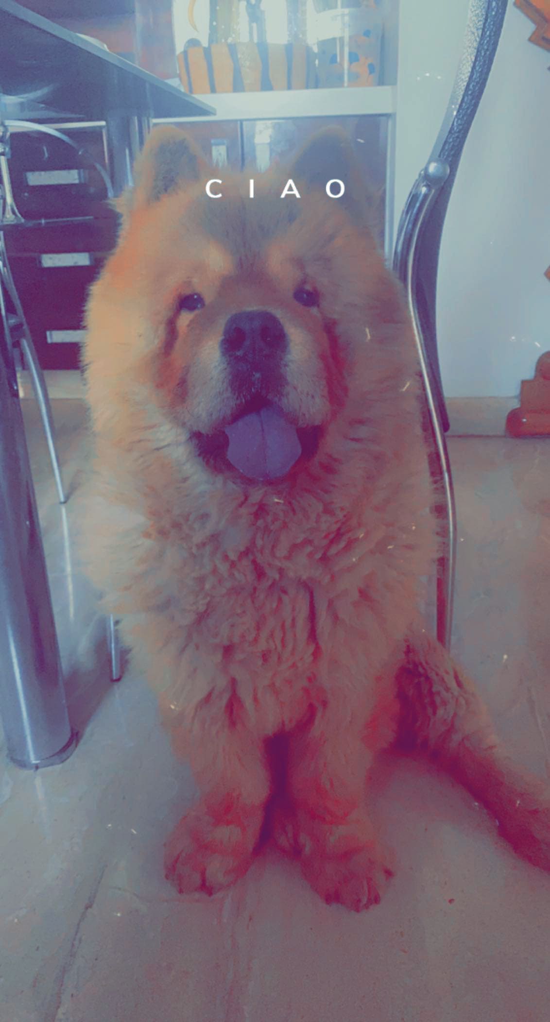 Chow Chow Dogs For Mating In Bangalore