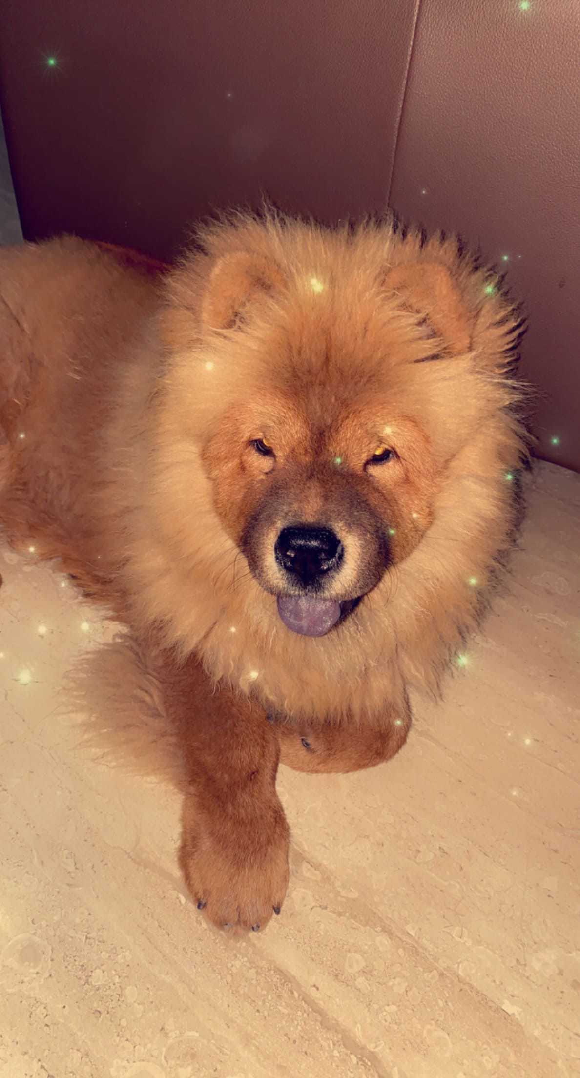 Chow Chow Dogs For Mating In Bangalore