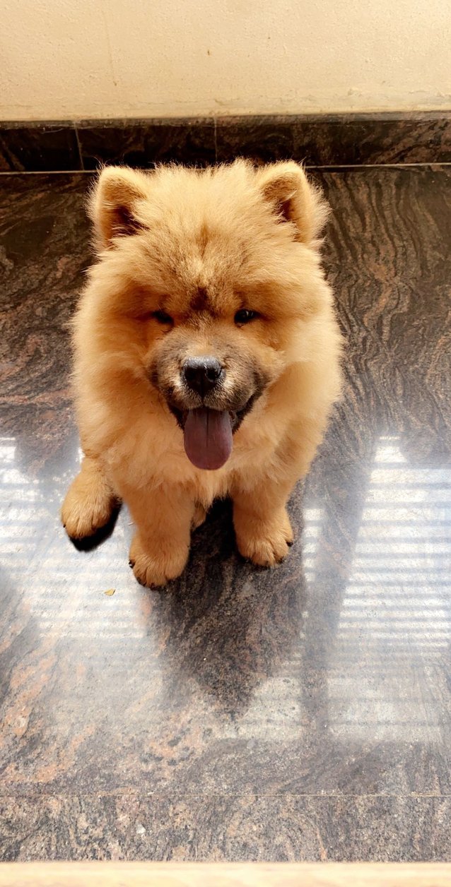 Chow Chow Dogs For Mating In Bangalore