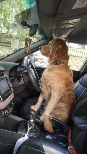 Golden Retriever Dogs For Mating In Surat