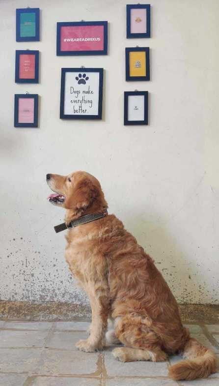 Golden Retriever Dogs For Mating In Surat