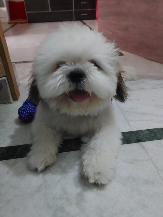 Shih Tzu Dogs For Mating In Chandigarh