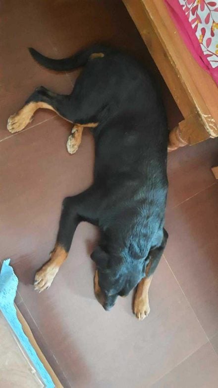 Rottweiler Dogs For Mating In Mandi HP
