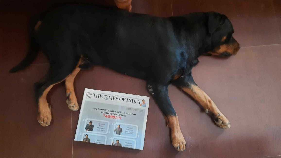 Rottweiler Dogs For Mating In Mandi HP