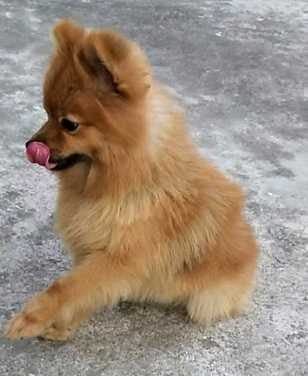 Boo Dogs For Mating In Hyderabad