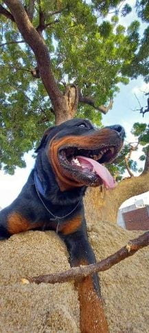 Rottweiler Dogs For Mating In Mandi HP