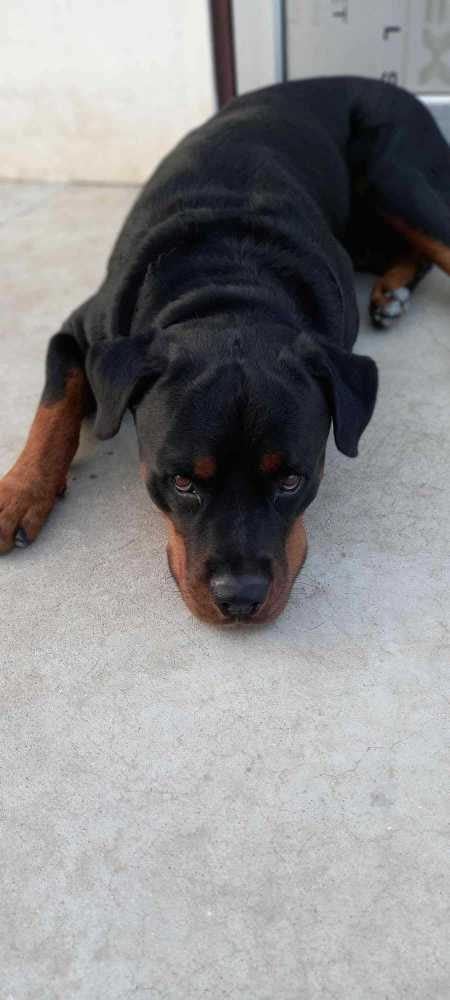 Rottweiler Dogs For Mating In Mandi HP