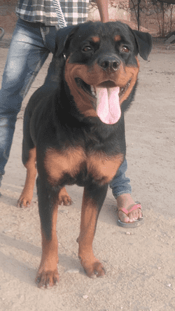 Rottweiler Dogs For Mating In Mandi HP