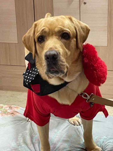 Labrador Retriever Dogs For Mating In Bhubaneswar