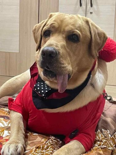 Labrador Retriever Dogs For Mating In Bhubaneswar