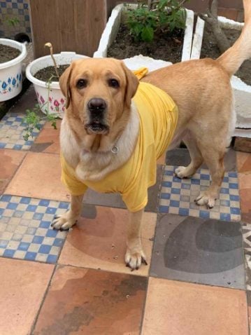 Labrador Retriever Dogs For Mating In Bhubaneswar