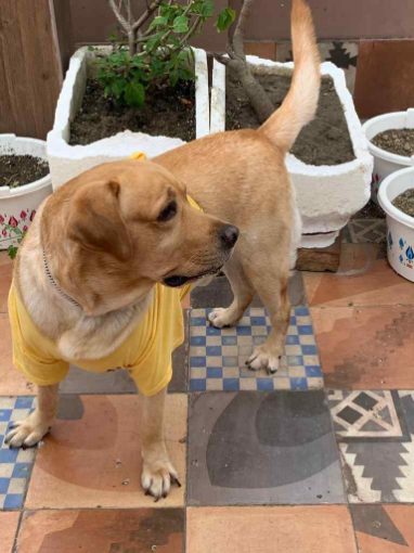 Labrador Retriever Dogs For Mating In Bhubaneswar