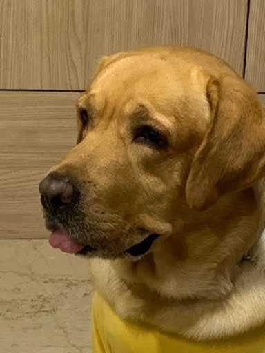 Labrador Retriever Dogs For Mating In Bhubaneswar