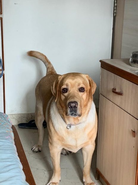Labrador Retriever Dogs For Mating In Bhubaneswar