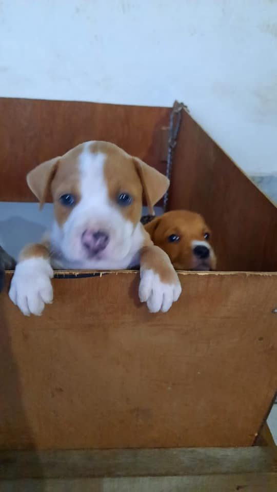 Pitbull For Sale In Guwahati