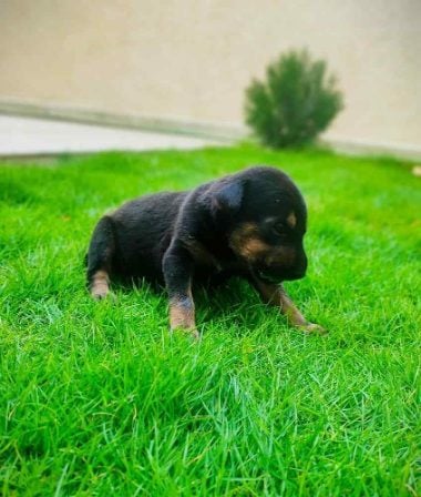 Doberman For Sale In Jaipur