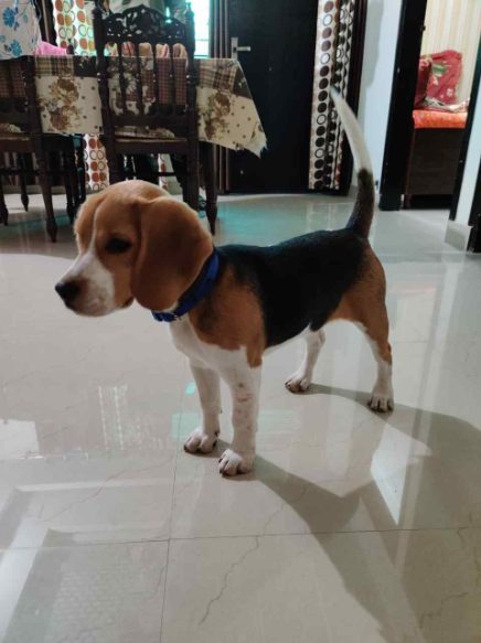 Beagle For Sale In Thrissur