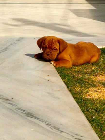 French Mastiff For Sale In Bangalore