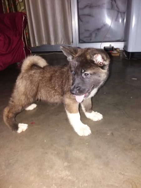 Akita For Sale In Delhi