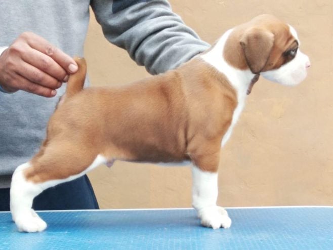 Boxer For Sale In Kolkata