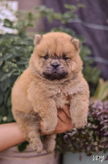 Chow Chow For Sale In Pune