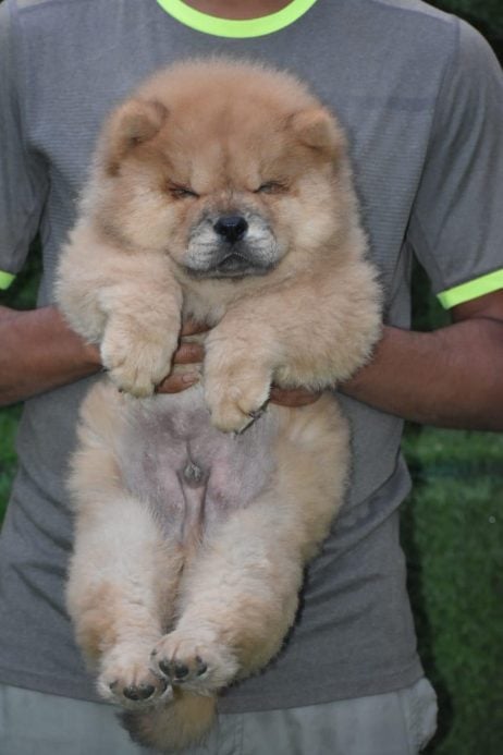 Chow Chow For Sale In Pune