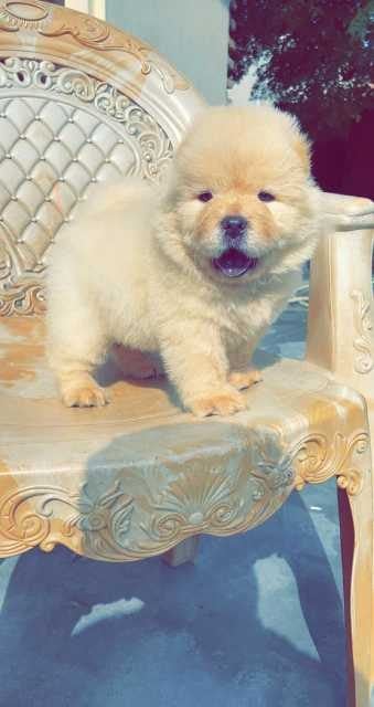 Chow Chow For Sale In Pune
