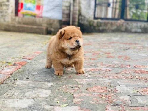 Chow Chow For Sale In Kochi