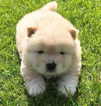 Chow Chow For Sale In Kochi
