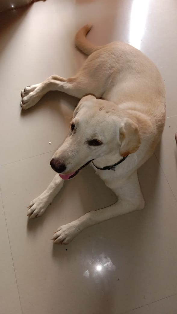 Labrador Retriever Dogs For Mating In Dehradun