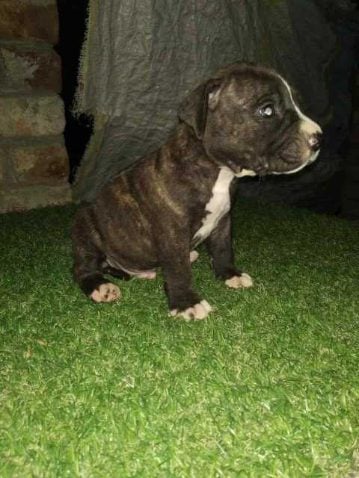 Pitbull For Sale In Pune