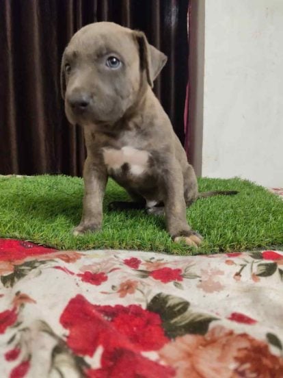 Pitbull For Sale In Pune