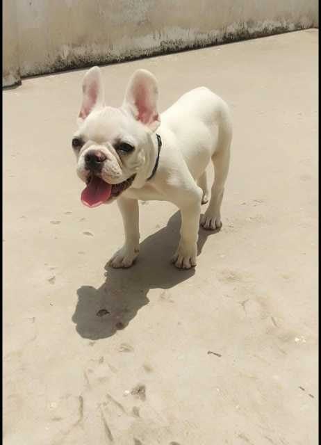 French Bulldog For Sale In Bangalore