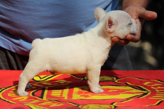 French Bulldog For Sale In Bangalore