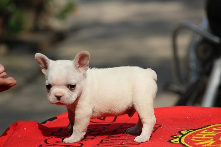 French Bulldog For Sale In Bangalore