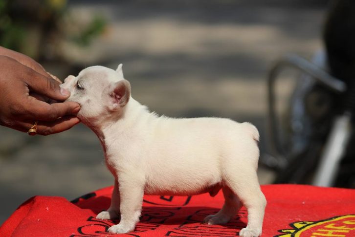 French Bulldog For Sale In Bangalore