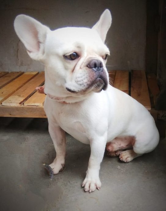French Bulldog For Sale In Bangalore