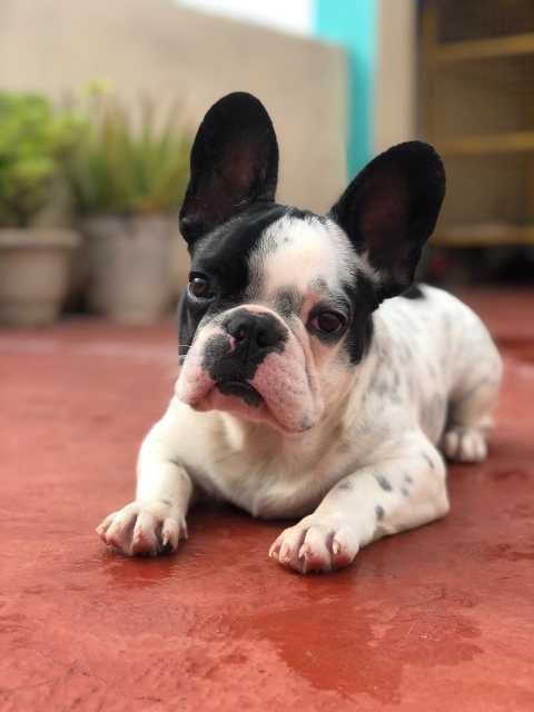 French Bulldog For Sale In Bangalore