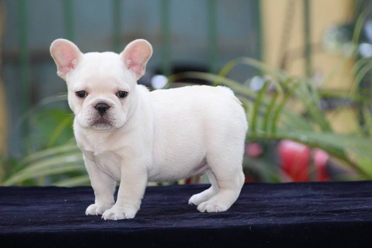 French Bulldog For Sale In Patna